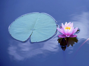 hakomi psychotherapy